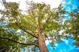 Best Hazardous Tree Removal  in Hillandale, MD